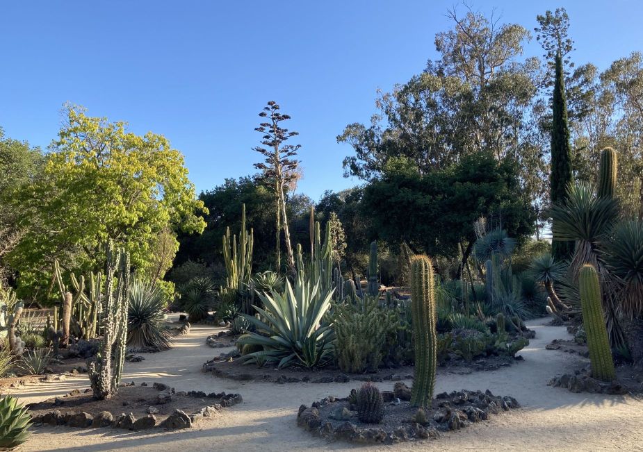 [Arizona Cactus Garden at Stanford University]